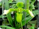 Paph. esquirolei alba 'Jade'